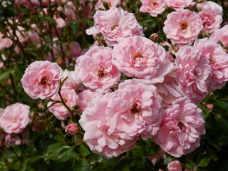 pink roses blooming of my garden in summer