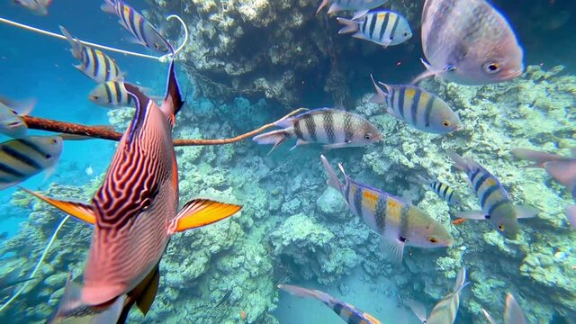 there are many tropical fish swimming in the transparent sea and the surgeon fish swims right in front of the camera