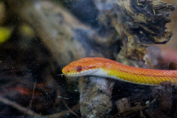 orange little snake in the aquarium. contact zoo