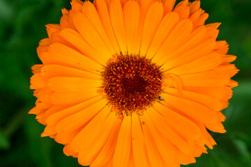 orange gerbera, flower macro photography. beautiful natural background for florist