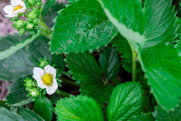 strawberry flower. flowering of fruitful plants. white flower and green leaves