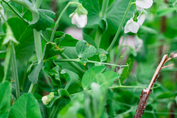 sprouts with pea leaves. summer cottage cultivated plants. garden