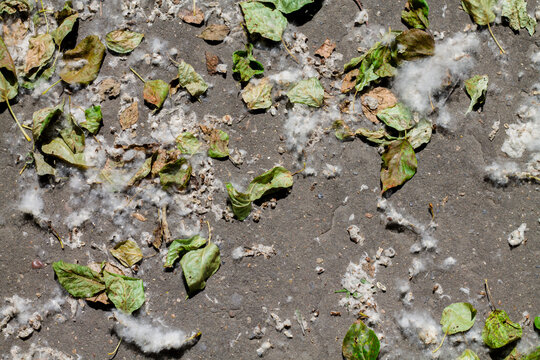 poplar fluff and dried leaves on asphalt. summer day, hot weather, drought. top view, flat lay