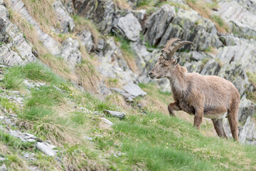 Ibex mountain in the summer season (Capra ibex)