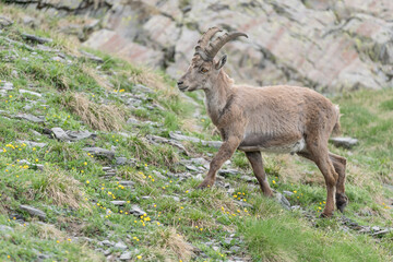 Portrait of Alpine ibex male (Capra ibex)