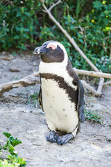 Sleeping wild african penguin