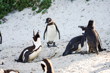 Wild African penguin facing up has made chirping