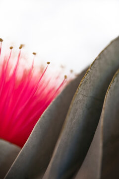 Macro picture of a eucalyptus macrocarpa flower and leaves