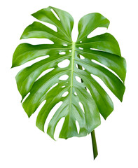 monstera giant leaves isolated on a white background