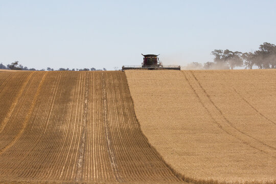 Combine harvester harvesting wheat