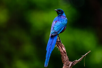 Burchell's starling bird in National park Kruger in South Africa.