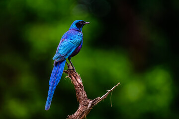 Burchell's starling bird in National park Kruger in South Africa.