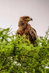 The brown snake eagle (Circaetus cinereus) in Kruger NP in South Africa.
