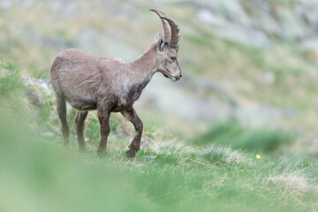 Naklejka na ściany i meble Alpine ibex male in the grass (Capra ibex)