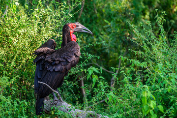 The female of Southern ground hornbill in Kruger National park, South Africa.