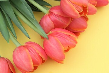 Beautiful orange bunch of tulips on yellow background