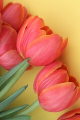 Orange tulips up close on yellow background