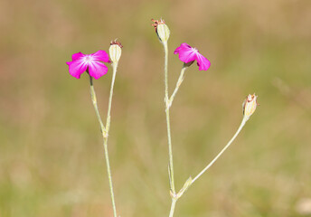 The rose campion flowers, Silene coronaria