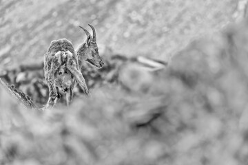 Alpine ibex female in rocky region (Capra ibex)
