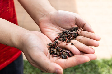 Hand holding clumps of red wrigglers earthworms for use in vermicomposting and improve soil quality