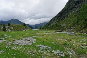 alpine meadow in the mountains