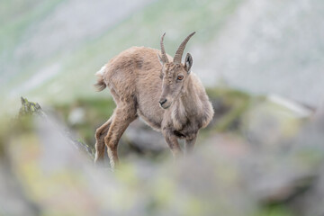 Beautiful portrait of Alpine ibex female (Capra ibex)