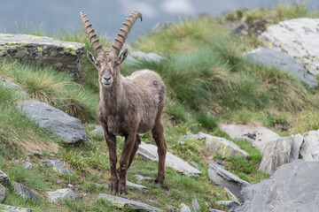 The King of the Alps mountains, portrait of Alpine ibex male (Capra ibex)