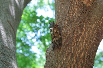 夏のアブラゼミ