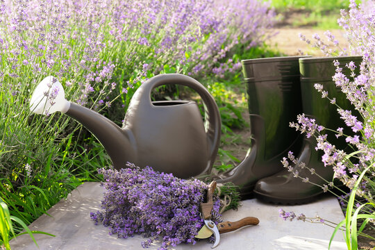 Lavender flowers with rubber boots and gardening tools in field