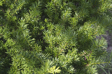 Taxus baccata close up. Green branches of yew tree(Taxus baccata, English yew, European yew).
