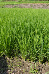 it is summer Green rice field.