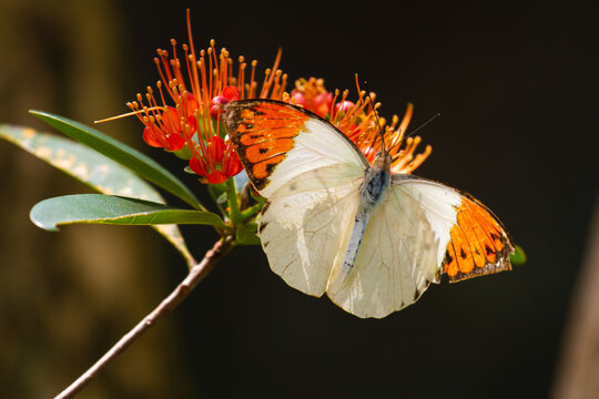 Closeup shot of a butterfly (hebomoia glaucippe) on a blossom in Penang, Malaysia