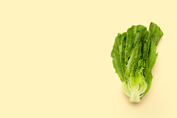 Fresh romaine lettuce on color background