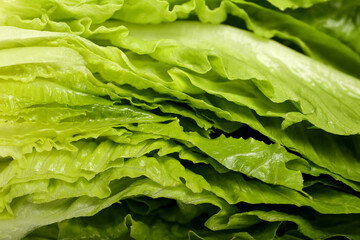 Fresh romaine lettuce as background, closeup