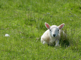 Naklejka na ściany i meble Lamb in field near Uig on Isle of Skye, Inner Hebrides, Scotland