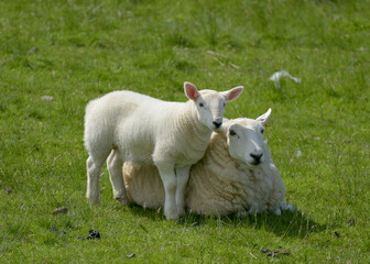 Lamb in field near Uig on Isle of Skye, Inner Hebrides, Scotland