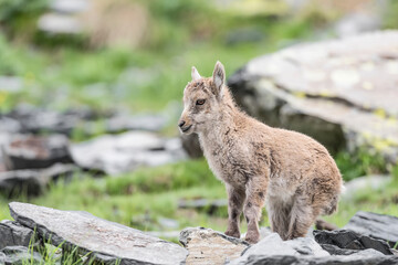 Cub of Alpine ibex, fine art portrait in the Alps mountains (Capra ibex)