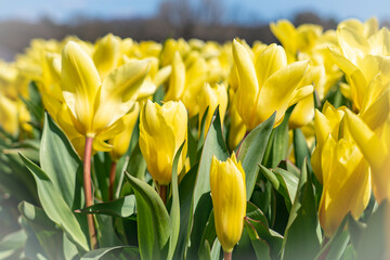 A large field of yellow tulips with a soft white vignetting