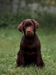 chocolate labrador puppy sitting in the grass in the park