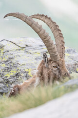Amazing portrait for the King of the Alps mountains in spring season (Capra ibex)
