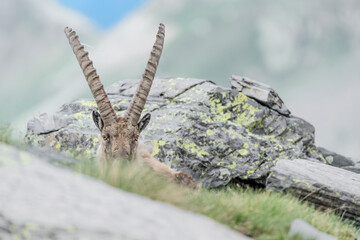 Face to face with majestic Ibex male with blue sky on background (Capra ibex)