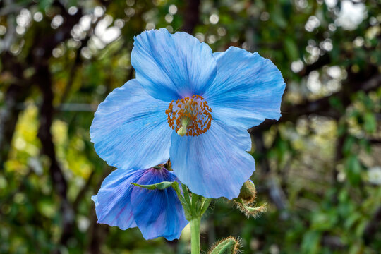 Meconopsis 'Lingholm' (Fertile Blue Group) a spring summer flowering plant with a blue summertime flower commonly known as Himalayan blue poppy, stock photo image