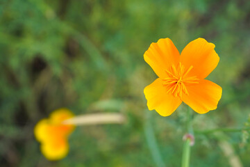 Bright orange California poppy in a garden