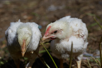 White chickens walking in the open air, home yard