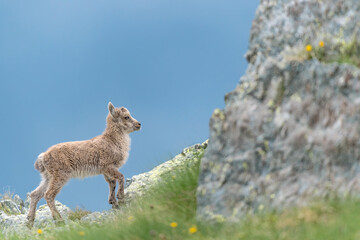 New life in the Alps mountains, portrait of newborn (Capra ibex)