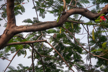 Fototapeta premium birds