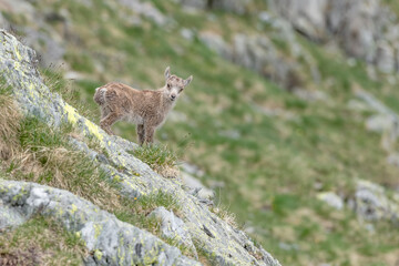Naklejka na ściany i meble Wonderful portrait of isolated cub go Alpine ibex (Capra ibex)