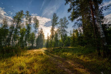 Forest glade with a path on the background of the sky with the rising sun