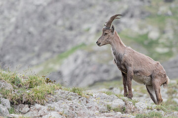 Naklejka na ściany i meble Alpine ibex male in the highlands (Capra ibex)