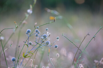 closeup wild flowers in prairie, natural outdoor background